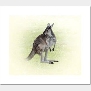 Kangaroo Posters and Art